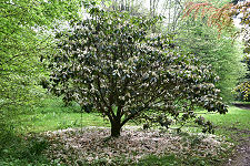 A Flowering Tree