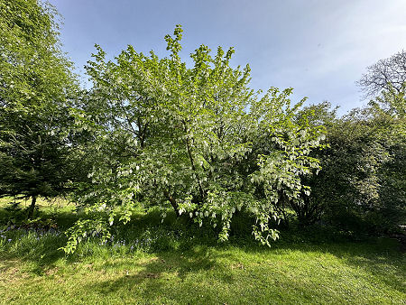 The Handkerchief Tree