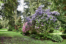 Rhododendron Bushes