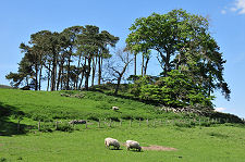 Abbey Knowe Seen from the West