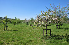 Castle Orchard