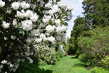 White Rhododendrons