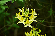 Yellow Rhododendrons